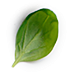 Листик